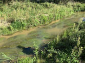 Schwadem vom Wasserstern im Fließquerschnitt